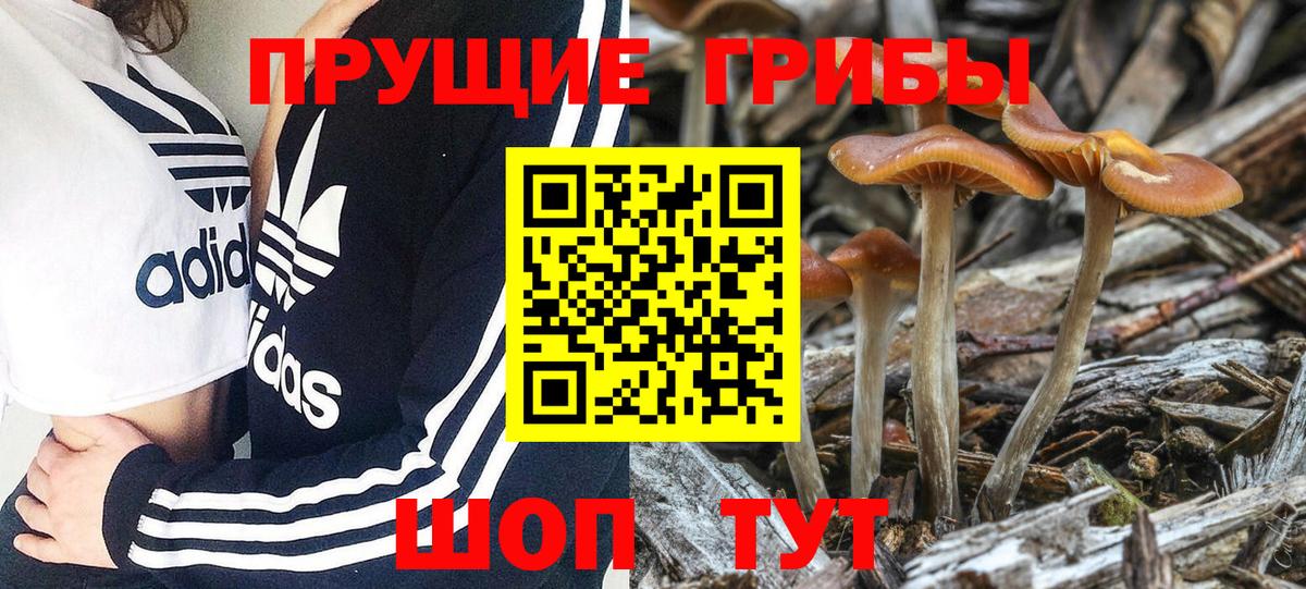 Галлюциногенные грибы мицелий  Галлюциногенные грибы Psilocybine cubensis  Ачхой-Мартан  Вход с VPN 
