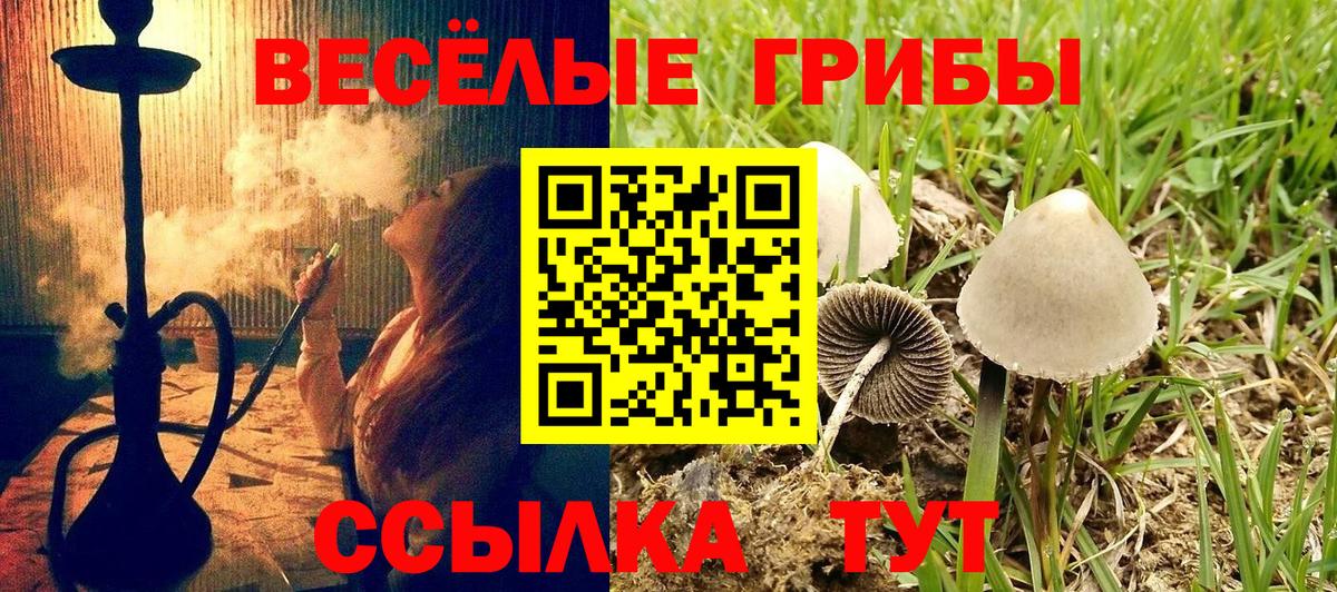 Галлюциногенные грибы Cubensis Ачхой-Мартан